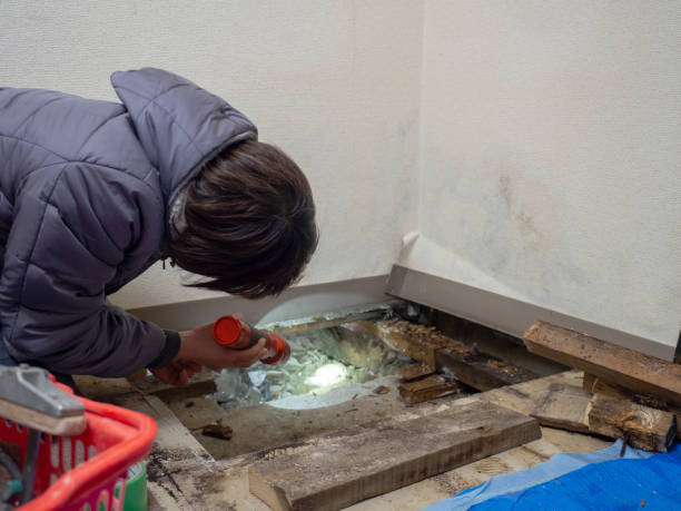 Best Mold Damage Restoration  in Angola, IN