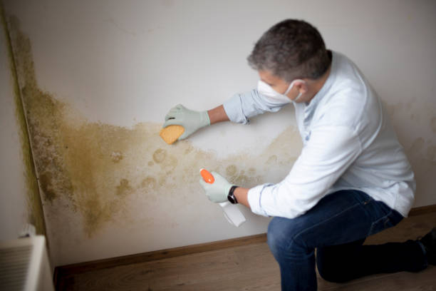 Best Emergency Mold Remediation  in Angola, IN